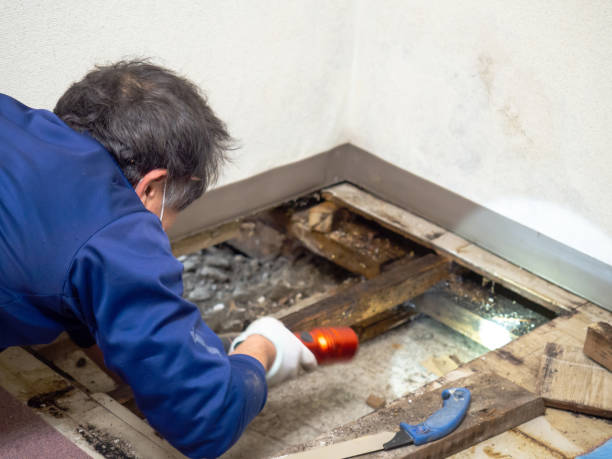 Best Residential Mold Removal  in Stanley, NC