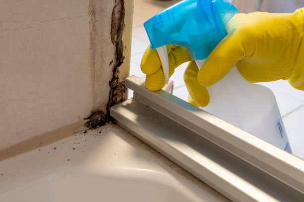 Best Fast Mold Removal  in Stanley, NC