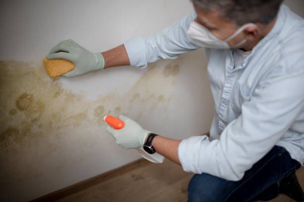 Reliable Stanley, NC Mold Removal Solutions