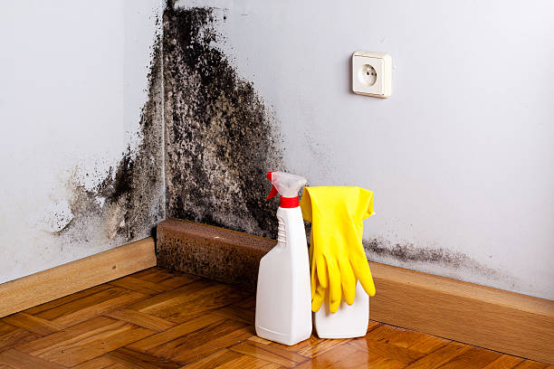 Best Fast Mold Removal  in Stanley, NC